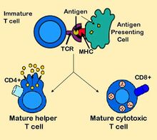 Antigen presentation