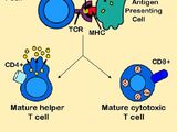 T helper cell