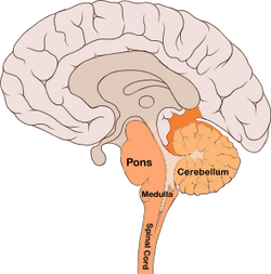 Brain bulbar region