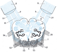 Diagram showing the course of the arcuate fibers.