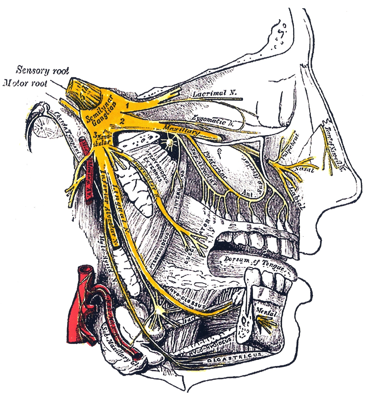 Mandibular nerve - Wikipedia