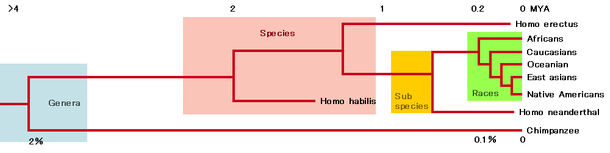 Human evolutionary tree