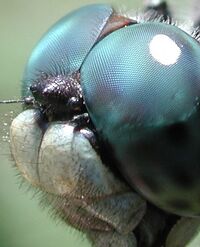 Dragonfly eye 3811