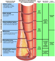 Endo dysfunction Athero