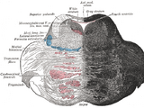 Superior medullary velum