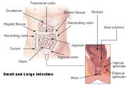 Illu intestine