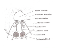 Axial section of the Brainstem (Pons) at the level of the Facial Colliculus