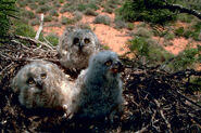 Great horned owl chick 3w