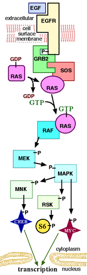 MAPKpathway