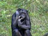 Bonobo