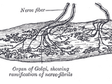 Golgi organ