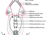 Medial geniculate nucleus