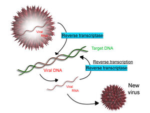 RetroTranscription