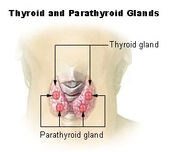 Illu thyroid parathyroid