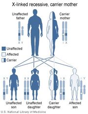 XlinkRecessive