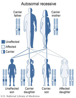 Autorecessive