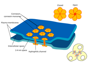 Gap cell junction