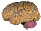 Cerebellum