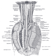 The position and relation of the esophagus in the cervical region and in the posterior mediastinum. Seen from behind