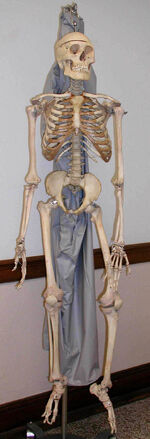 Appendicular skeleton - Wikipedia