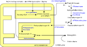 Heme synthesis