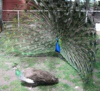 Peacock courting peahen