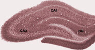 Hippocampal areas in a Nissl-stained coronal section of the rat brain. DG: Dentate gyrus.]]