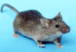 House mouse, Mus musculus