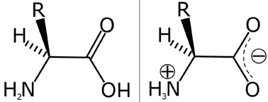 Amino acid zwitterion