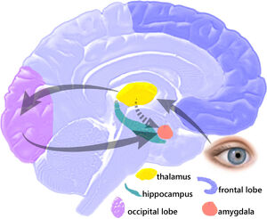 EQbrain optical stim en