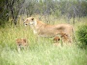 Mother lion and cubs