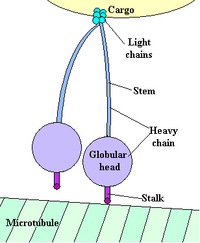 Cytoplasmic dynein