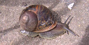 European brown snail