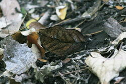 Orange oak leaf bottom