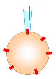 Patchclamp1