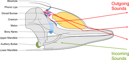 Toothed whale sound production