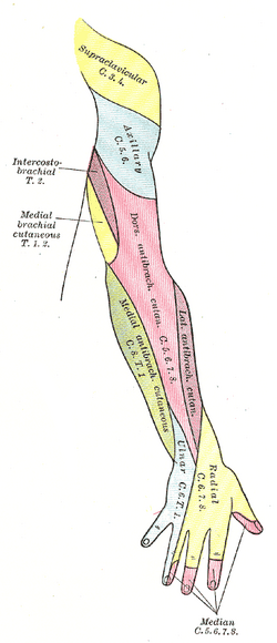 Cephalic vein - Wikipedia