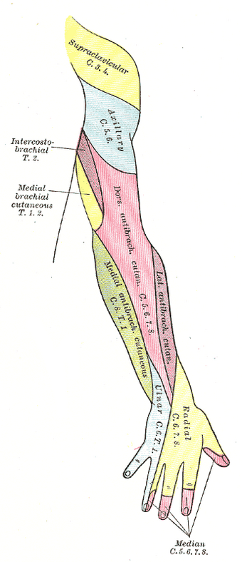 Posterior cutaneous nerve of forearm | Psychology Wiki | Fandom Posterior cutaneous nerve of forearm | Psychology Wiki | Fandom