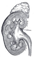 Above each human kidney is one of the two adrenal glands.