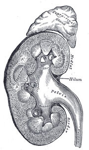 Kidney section