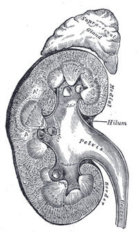 Kidney section