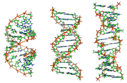 A-DNA, B-DNA and Z-DNA