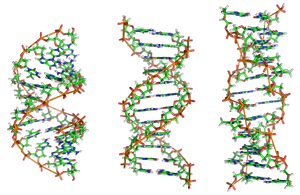 A-DNA, B-DNA and Z-DNA