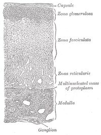 Adrenal cortex layers