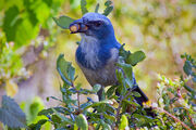 Florida Scrub Jay