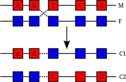 Chromosomal Recombination