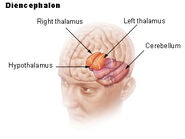 Diencephalon