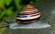 Snail on rock