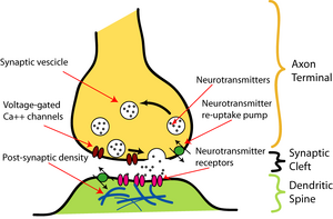 SynapseIllustration2