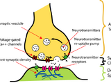 Synaptic pruning